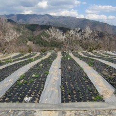 日毎に緑が増えています