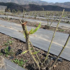 随分と芽が伸びました