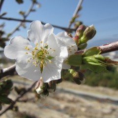 Cherry blossom