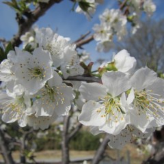 花毬のように咲き誇っています