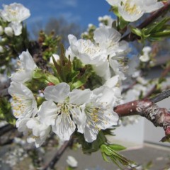 風媒花のサクランボは春風が吹き始めると満開になります