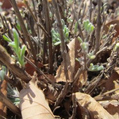 株の中心部では新芽が出始めていました