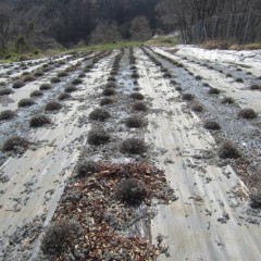 綺麗に整えられた株