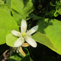 Orange blossom