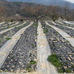 越冬した株が大きくなってきました