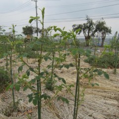 葉も大きく育ち枝も伸びています