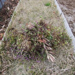 除草した雑草の山