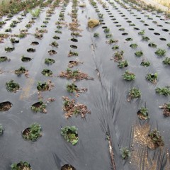 無農薬栽培では除草作業が大仕事になります