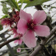 咲き終わりに花の色が一番濃くなるアーモンドの花