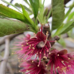 咲き終わった花の中には・・・・・