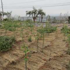 植物が育つには水が必要