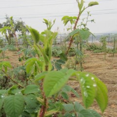 暖かな春の気温と天からの雨でグングン大きくなっています