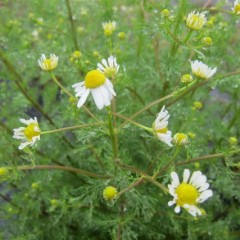 小雨の降る中ジャーマンの花が咲き始めました