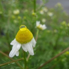 雨の中