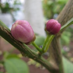 もうすぐ開花しそうです