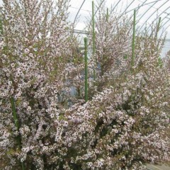 ハウスのマヌカも花盛り