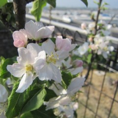 アルプス乙女の花が咲きました