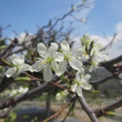 可憐な純白の花