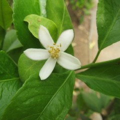 花開くと純白に見えます