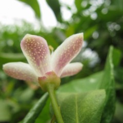 裏は赤紫色の中に油胞が見えます