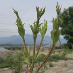 蕾が膨らんで来ました