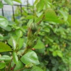 花開く日も近いでしょう