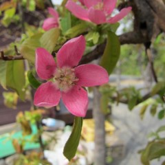 カリンの花が咲きました