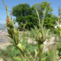 花びらが覗いている蕾もちらほら