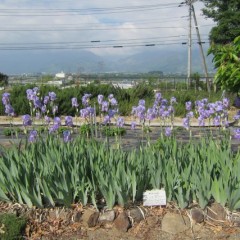 事務局前のオリス（ニオイアヤメ）