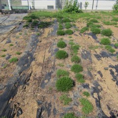 事務局前のカモマイル・ローマン畑