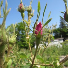 ピンクの花びらを開くのが待ち遠しい