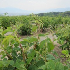 蕾が沢山立ち上がっています