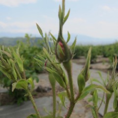 中には花びらが覗いている蕾もチラホラ