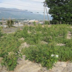 事務局前のローズ畑が開花しました