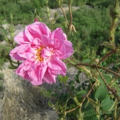 鮮やかなピンク色の花です