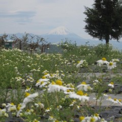 農場のカモマイル・ジャーマン畑