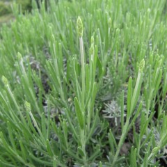 まだ米粒程の花穂です