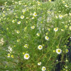 二番花が開き始めています