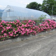 今年もバラのカーテンが出来ました