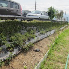 降雨量も極端に少なく苦労しました