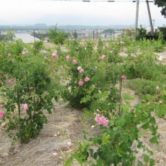 毎朝沢山の花が咲いています