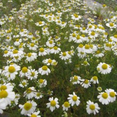 1回目の収穫を終えてから1週間、2番花が大きくなって来ました