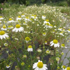 花の下には3番花の蕾も見えます