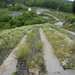 こちらはの畑は若干花がまばらです