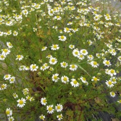 花は大きくしっかりしています