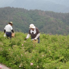 ローズの収穫が始まりました