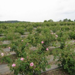 これから花数は倍々で増えていきます