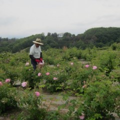 広い農場を行ったり来たり収穫も大変です