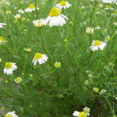 まだ花がちょっと小さめです