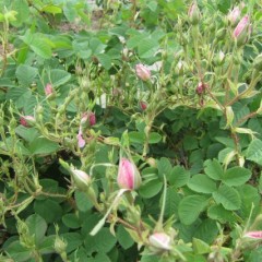 花を摘んだ後も蕾はこんなに沢山残っています